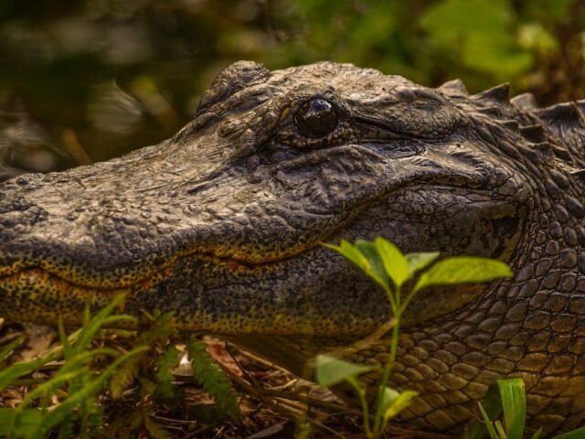 StatusGator reste pleinement opérationnel malgré l&rsquo;incident de sécurité chez Vercel en avril 2026