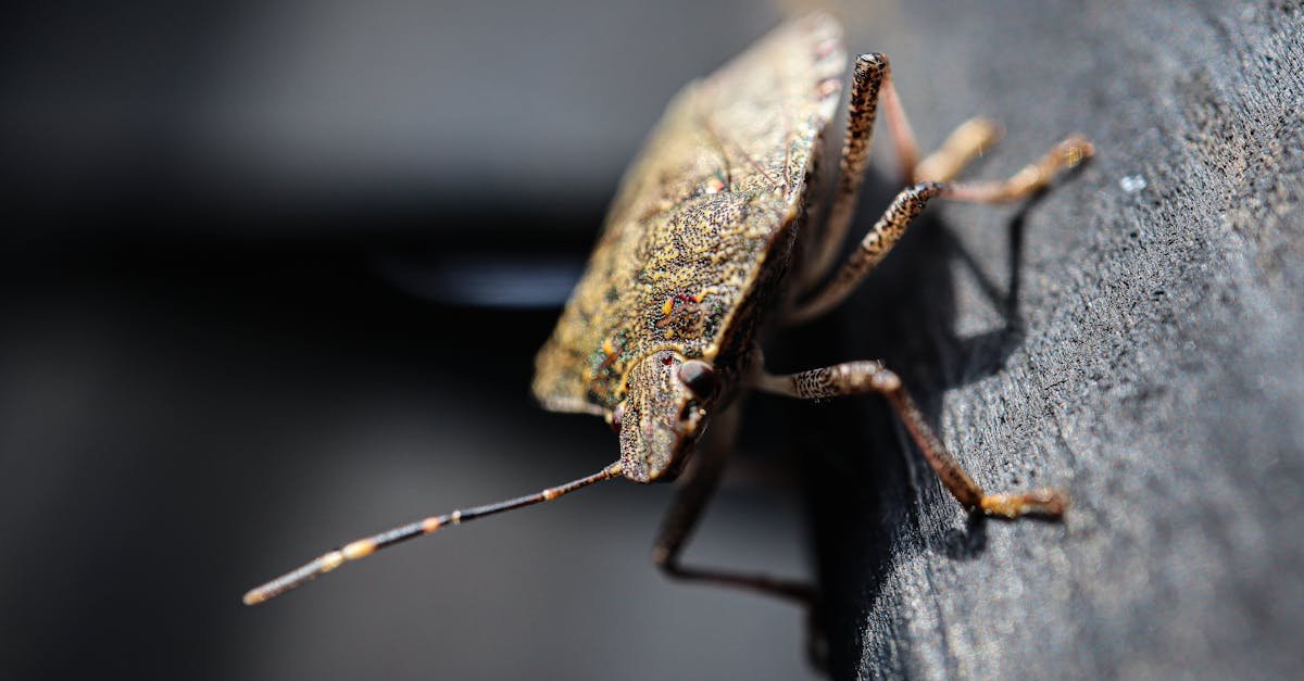 découvrez les principaux bugs wordpress, leurs causes et comment les résoudre efficacement pour garantir le bon fonctionnement de votre site web.