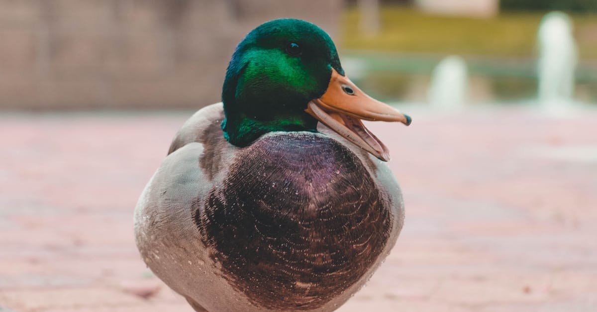 duckduckgo est un moteur de recherche qui protège votre vie privée en ligne en ne traçant pas vos recherches et en bloquant les publicités ciblées.
