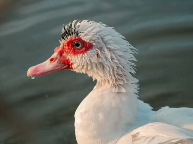 La montée en puissance de DuckDuckGo : les internautes fuient la révolution IA de Google