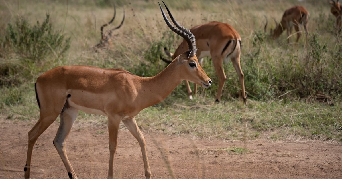 découvrez l'aventure ultime avec notre safari : observez la faune sauvage dans son habitat naturel, vivez des moments inoubliables et explorez des paysages à couper le souffle.