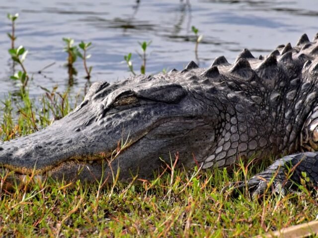 Nouveauté : Découvrez l&rsquo;extension Chrome StatusGator pour une gestion simplifiée