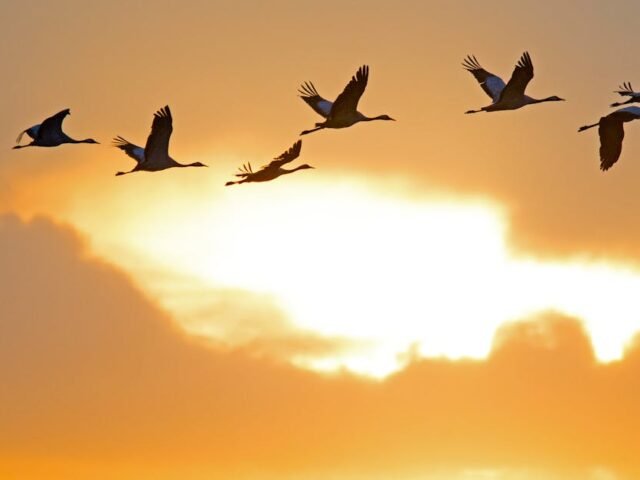 Migration vers l&rsquo;API StatusGator v3 : Ce que les utilisateurs de la version 2 doivent absolument savoir