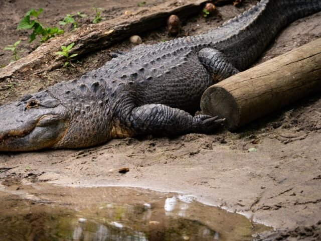 Découvrez l’application mobile StatusGator, votre compagnon de suivi en temps réel